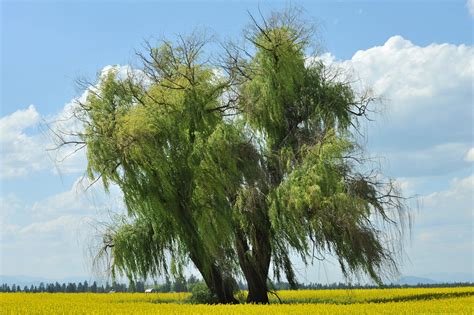 willow tree pics|More.